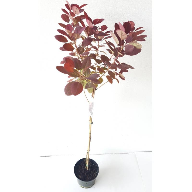 Pflanzen-Boering Cotinus Royal Purple Perückenstrauch-Stämmchen 80 cm Gesamthöhe 130-140 von Pflanzen-Boering