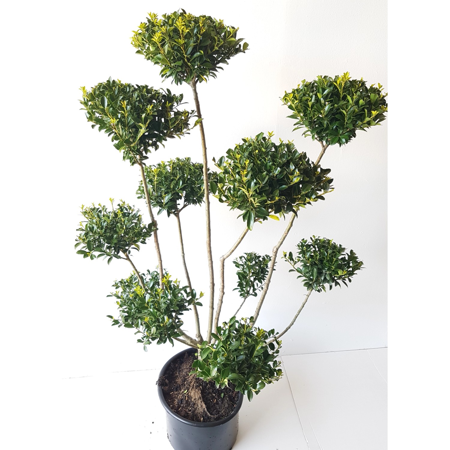 Pflanzen-Boering Garten-Bonsai Ilex Kanehirae Gesamthöhe 130-140 cm Pflanzenhöhe 110-120 cm von Pflanzen-Boering