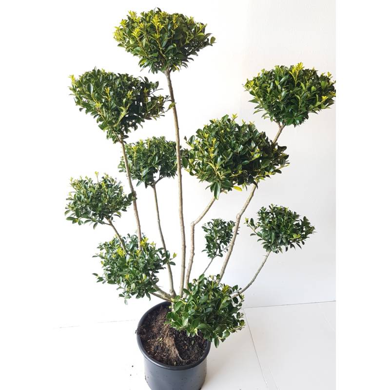 Pflanzen-Boering Garten-Bonsai Ilex Kanehirae Gesamthöhe 130-140 cm Pflanzenhöhe 110-120 cm Pflanzen-Boering Garten-Bonsai Ilex Kanehirae Gesamthöhe 130-140 cm Pflanzenhöhe 110-120 cm von Pflanzen-Boering