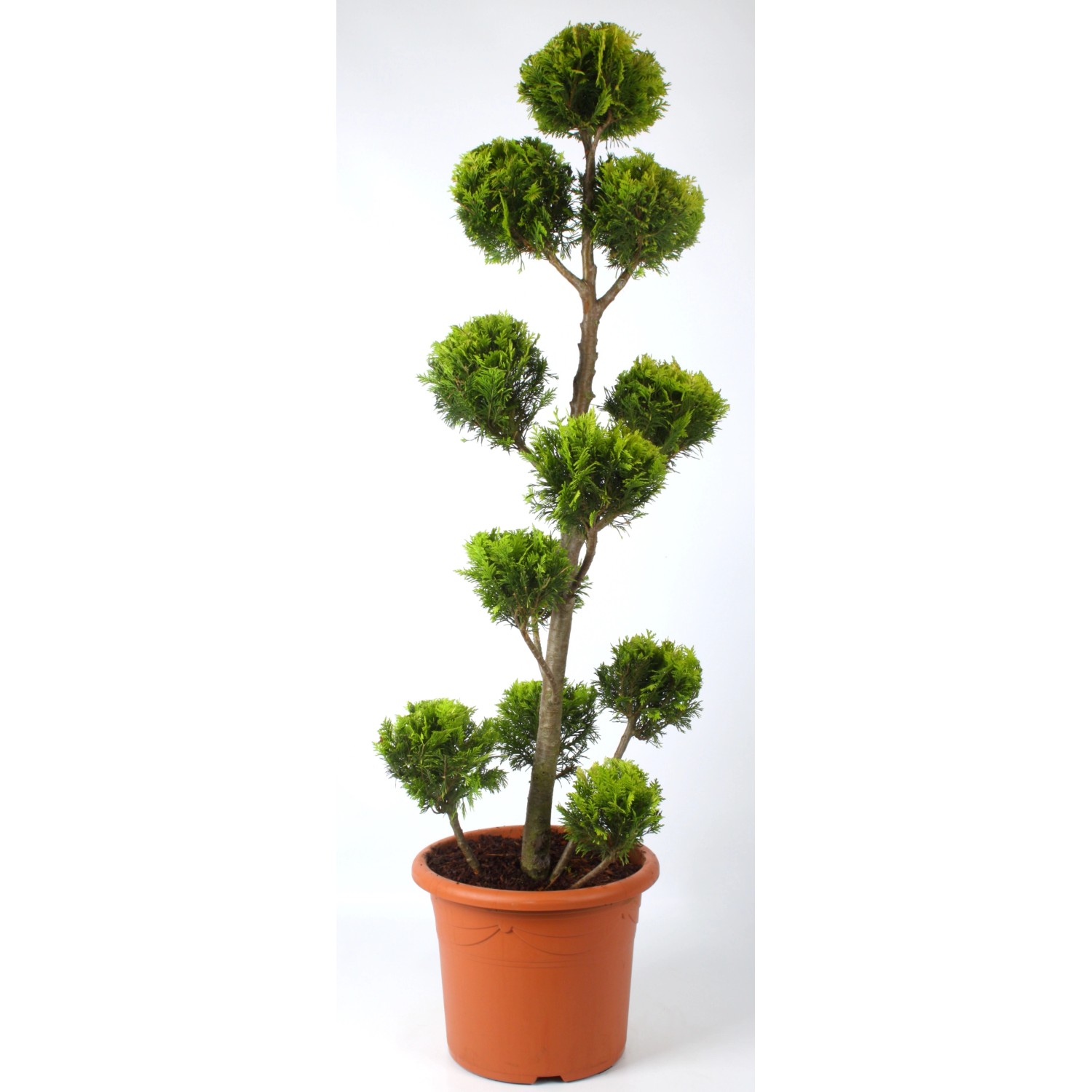 Pflanzen-Boering Gartenbonsai Scheinzypresse Chamaecyparis Stardust Gesamthöhe 130-140 cm von Pflanzen-Boering