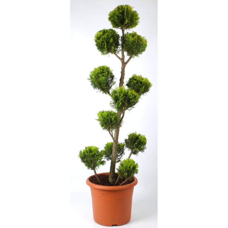 Pflanzen-Boering Gartenbonsai Scheinzypresse Chamaecyparis Stardust Gesamthöhe 130-140 cm von Pflanzen-Boering