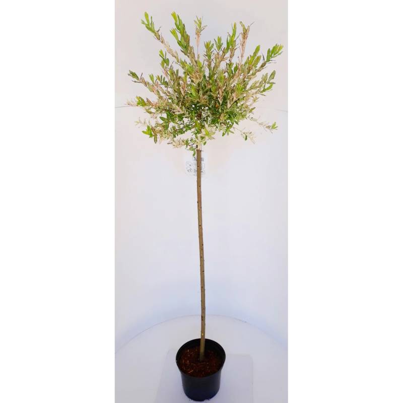 Pflanzen-Boering Harlekinweide Stämmchen 2 Pflanzen Salix Hakuro Nishiki Gesamthöhe 140-150 cm Stammhöhe 80 cm von Pflanzen-Boering
