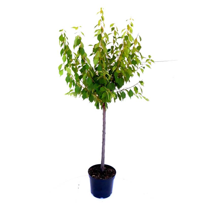 Pflanzen-Boering Japanische Nelkenkirsche Stämmchen Gesamthöhe 180-190 cm Stammhöhe 120 cm Prunus Kanzan von Pflanzen-Boering