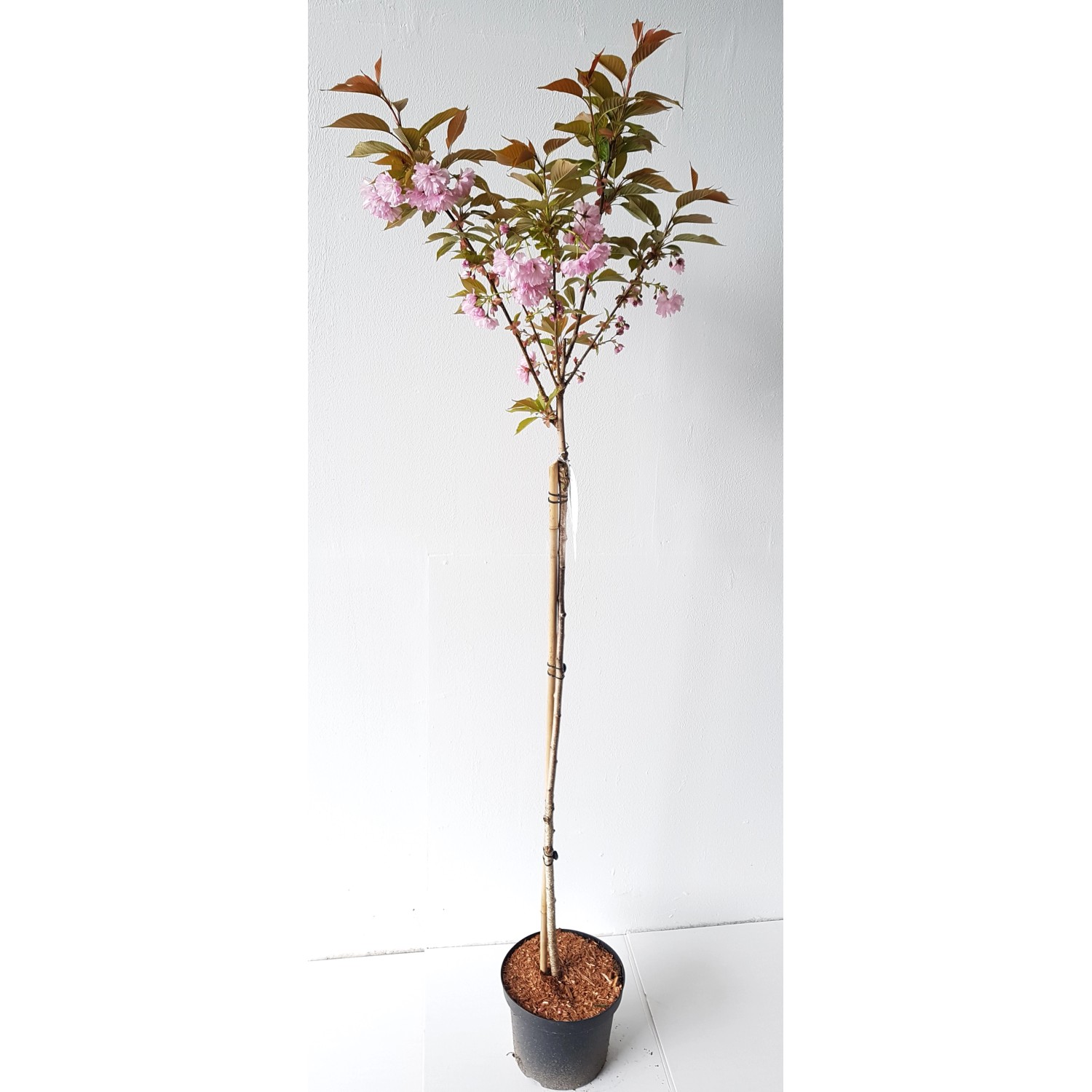 Pflanzen-Boering Japanische Nelkenkirsche Zierkirsche Prunus Kanzan Stämmchen Höhe 180-190 cm Stammhöhe 125 cm Pflanzen-Boering Japanische Nelkenkirsche Zierkirsche Prunus Kanzan Stämmchen Höhe 180-190 cm Stammhöhe 125 cm von Pflanzen-Boering