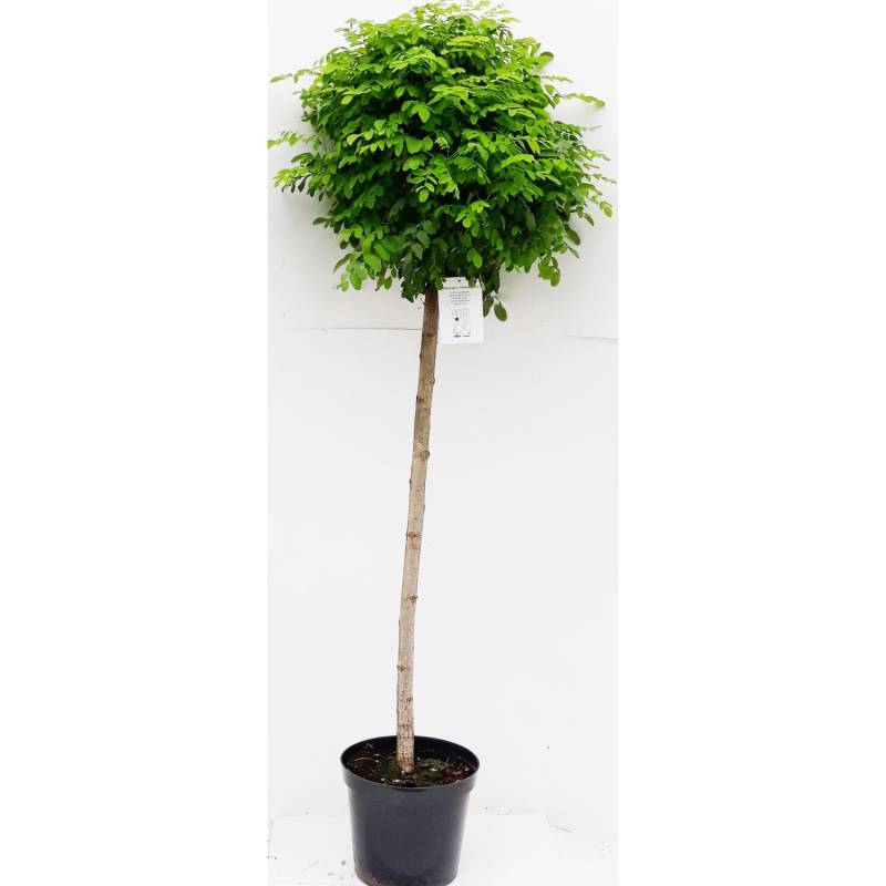 Pflanzen-Boering Kugel-Robinie Hochstamm Gesamthöhe 250 cm Stammhöhe 180 cm Akazie Robinia Umbraculifera von Pflanzen-Boering