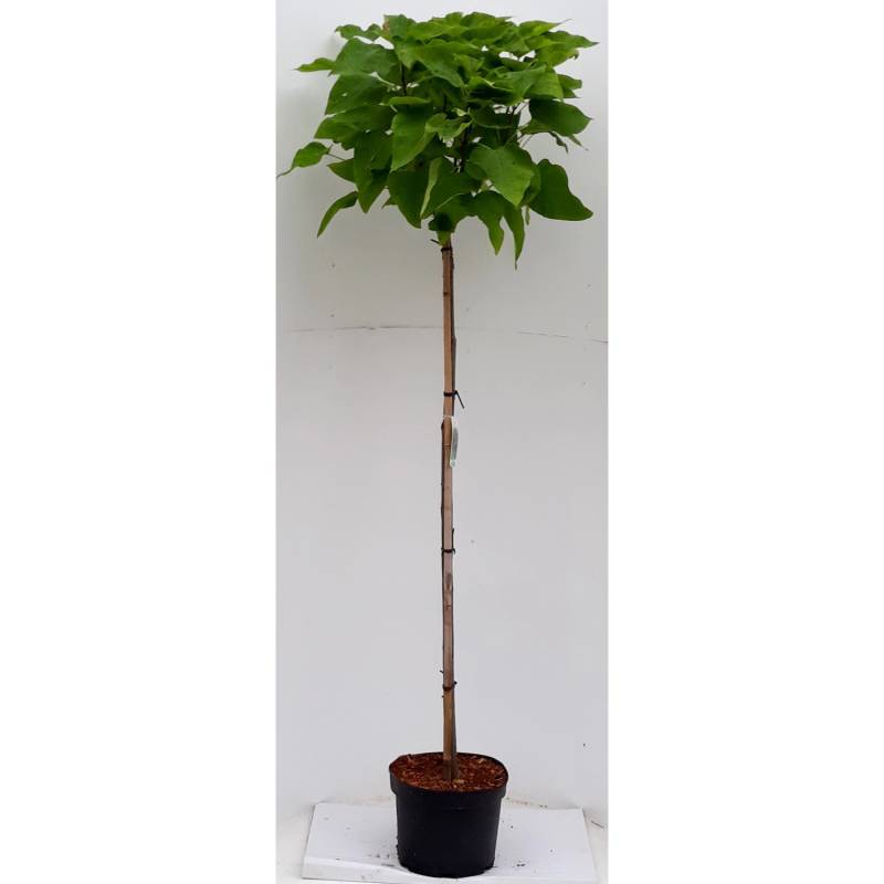 Pflanzen-Boering Kugel-Trompetenbaum auf Stamm Gesamthöhe 180-190 cm  Stammhöhe 120 cm Catalpa Nana von Pflanzen-Boering