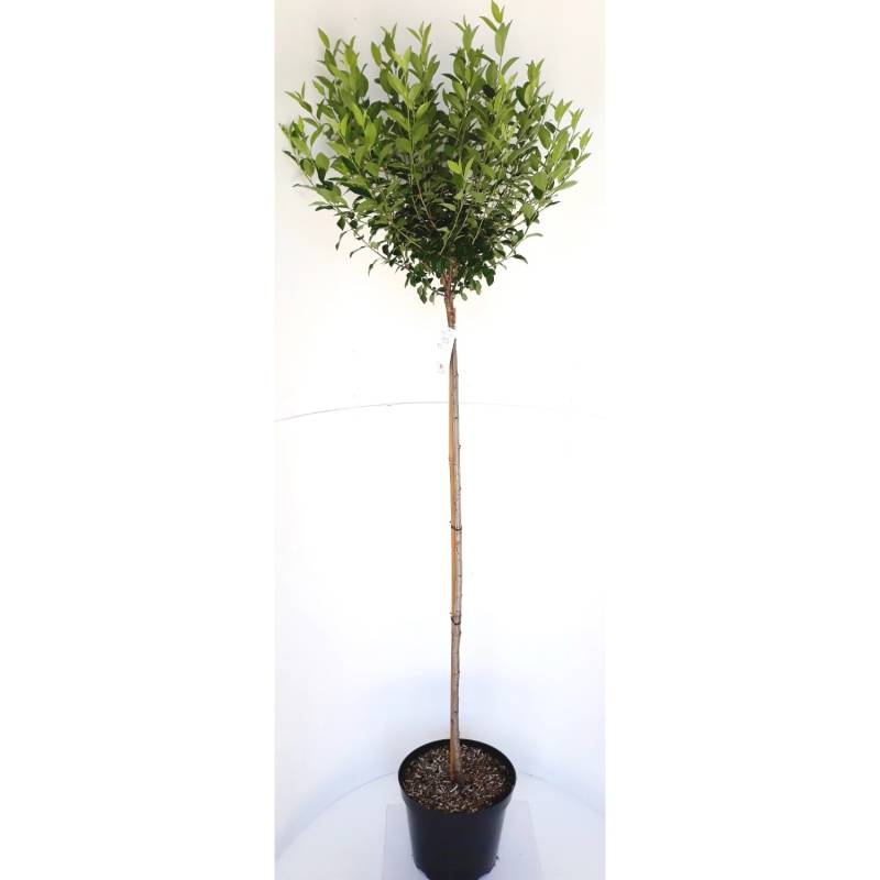 Pflanzen-Boering Kugelkirsche-Stämmchen Prunus Fruticosa Globosa Höhe 180-190 cm Stammhöhe 125 cm von Pflanzen-Boering