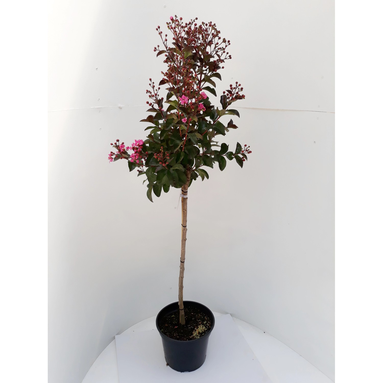 Pflanzen-Boering Lagerstroemia Rhapsodie Pink-Stämmchen 80 cm Kreppmyrte Kräuselmyrte Gesamthöhe 130-140 Pflanzen-Boering Lagerstroemia Rhapsodie Pink-Stämmchen 80 cm Kreppmyrte Kräuselmyrte Gesamthöhe 130-140 von Pflanzen-Boering