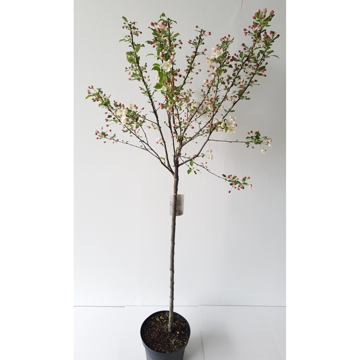 Pflanzen-Boering Malus Evereste Zierapfel Stämmchen Gesamthöhe 170-180 cm Stammhöhe 120 cm Pflanzen-Boering Malus Evereste Zierapfel Stämmchen Gesamthöhe 170-180 cm Stammhöhe 120 cm von Pflanzen-Boering