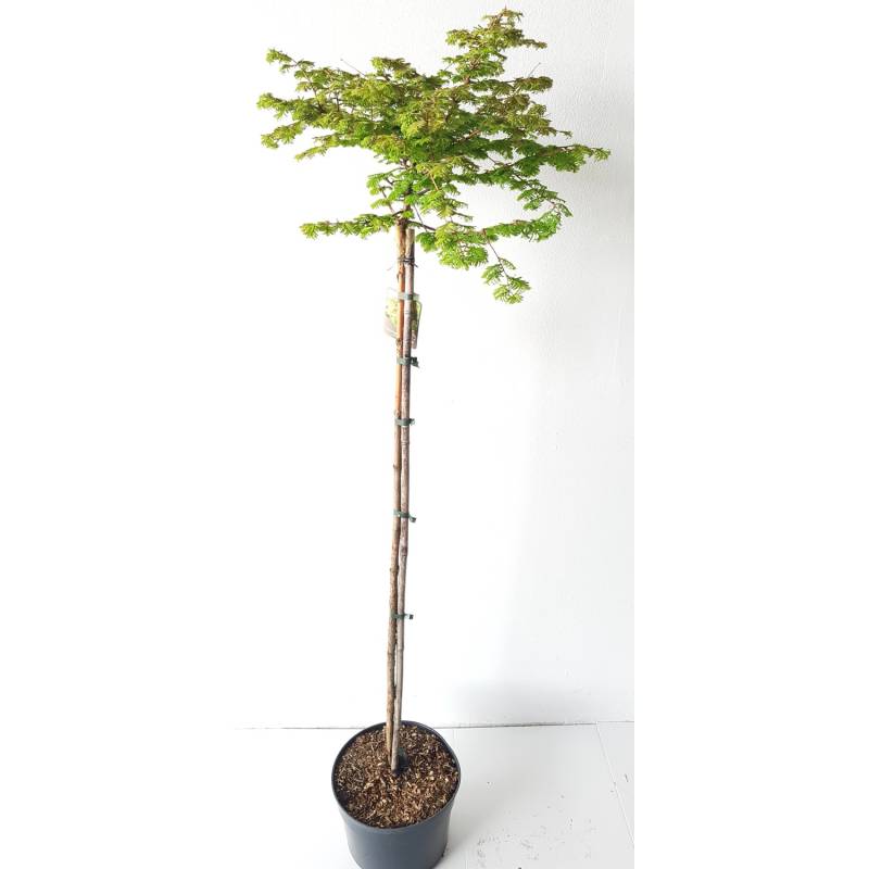 Pflanzen-Boering Metasequoia Matthaei Broom Kugel-Mammutbaum Stämmchen 160-170 cm von Pflanzen-Boering