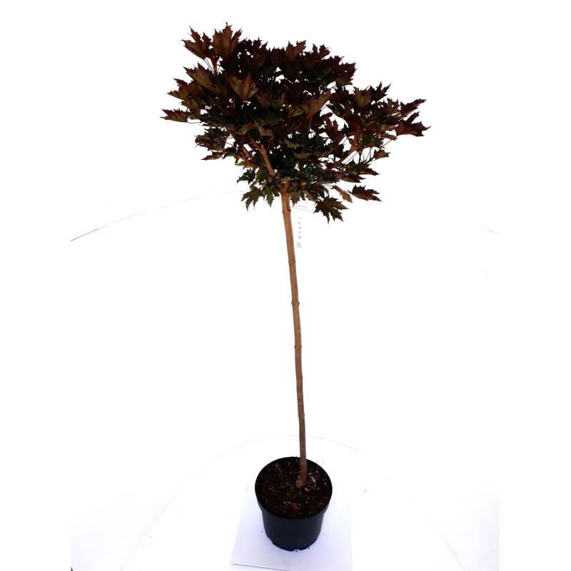 Pflanzen-Boering Rotblättriger Kugel-Ahorn Stämmchen Gesamthöhe 180-190 cm Stammhöhe 120 cm Acer Crimson Sentry von Pflanzen-Boering