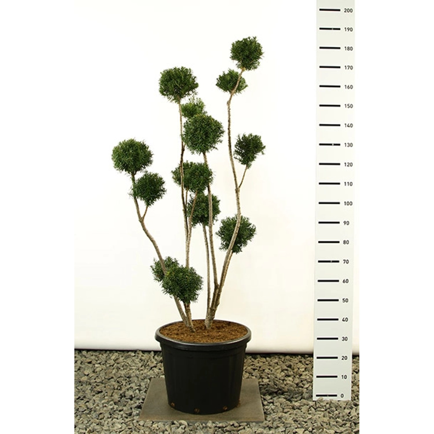 Pflanzen-Boering Taxus Hicksii Gartenbonsai Gesamthöhe 110-120 cm Becher-Eibe von Pflanzen-Boering