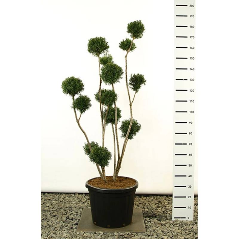 Pflanzen-Boering Taxus Hicksii Gartenbonsai Gesamthöhe 110-120 cm Becher-Eibe Pflanzen-Boering Taxus Hicksii Gartenbonsai Gesamthöhe 110-120 cm Becher-Eibe von Pflanzen-Boering