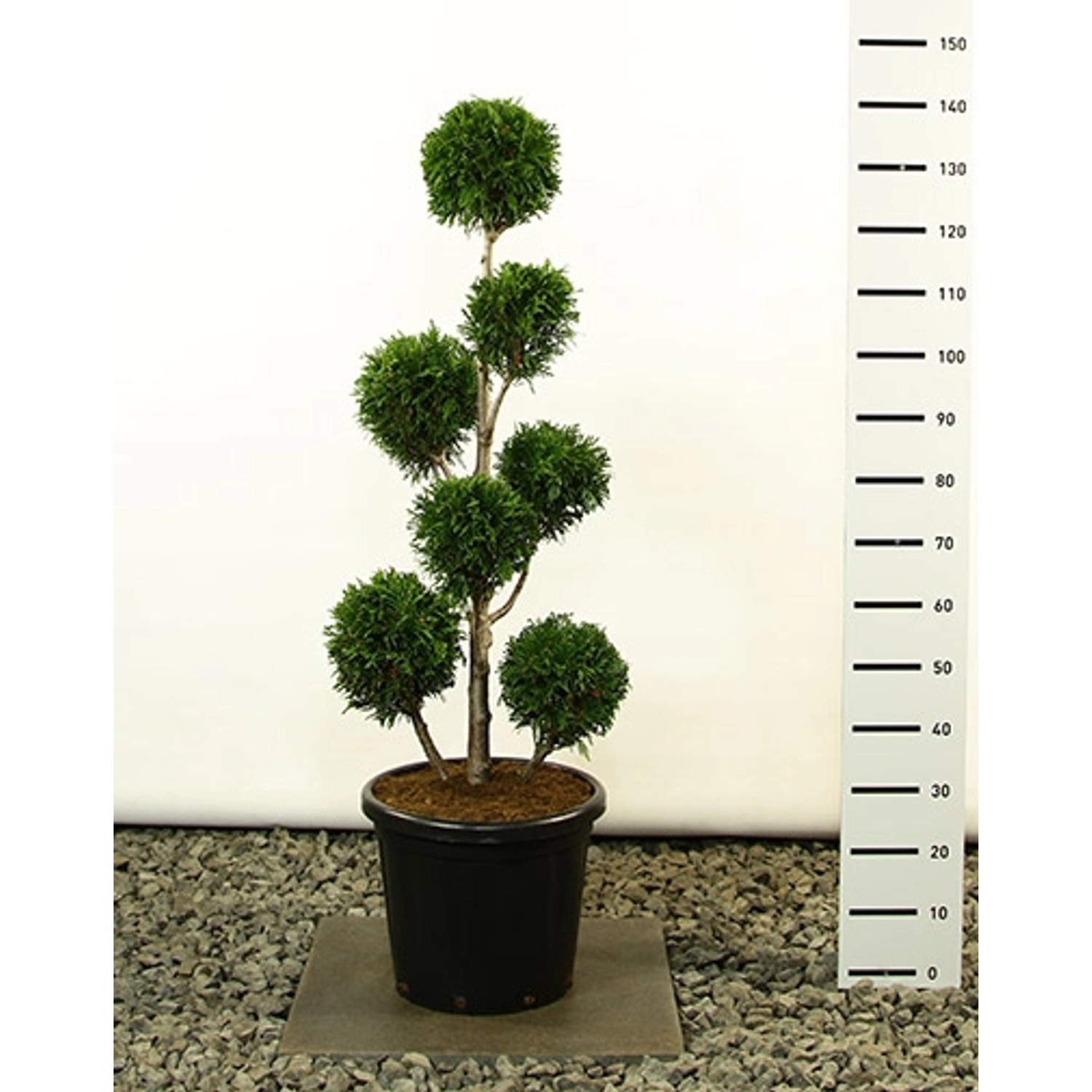 Pflanzen-Boering Thuja Martin Gartenbonsai Gesamthöhe 140-150 cm Winterharte Zypresse Bonsai von Pflanzen-Boering