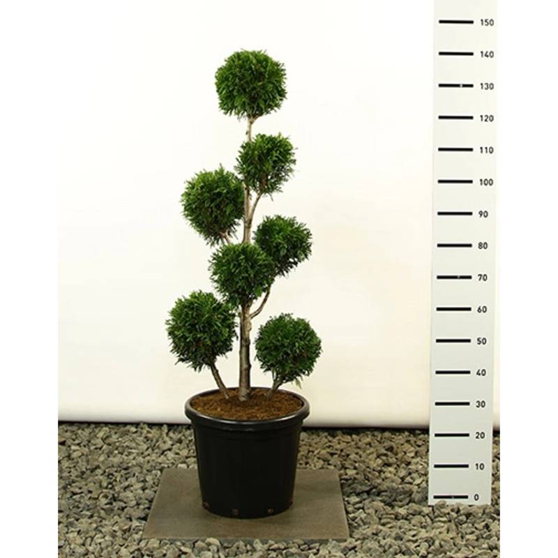 Pflanzen-Boering Thuja Martin Gartenbonsai Gesamthöhe 140-150 cm Winterharte Zypresse Bonsai Pflanzen-Boering Thuja Martin Gartenbonsai Gesamthöhe 140-150 cm Winterharte Zypresse Bonsai von Pflanzen-Boering