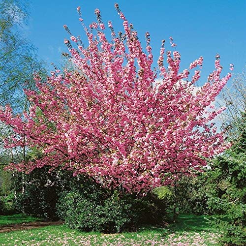 Prunus serrulata Kanzan auf Stamm - Japanische Nelkenkirsche, Höhe: 180-190 cm + Dünger von Pflanzen Böring