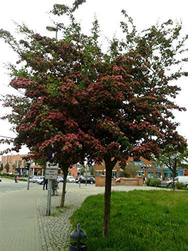 Rotdorn - Stämmchen, Crataegus laevigata Paul Scarlet, Höhe: 180-190 cm + Dünger von Pflanzen Böring