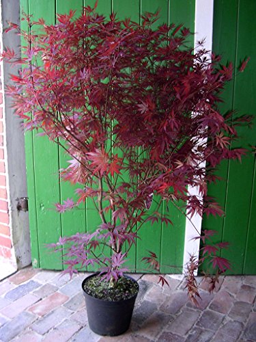 Roter Fächer-Ahorn, Höhe: 120-130 cm, Sorte: A. palmatum Atropurpureum + Dünger von Pflanzen Böring
