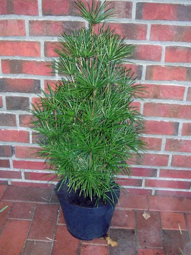 Schirmtanne, Höhe: 70-80 cm, Sciadopitys verticillata, winterharte Pflanze + Dünger von Pflanzen Böring