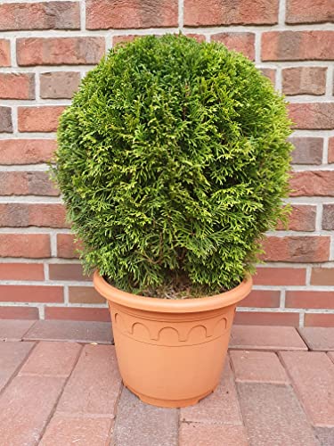 Thuja, Kugel (Durchmesser: 40-45 cm), Smaragd, Edelthuja, Formpflanze, winterhart + Dünger von Pflanzen Böring