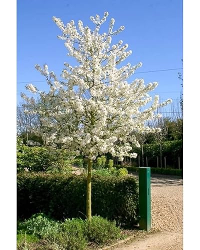 Zierapfel auf Stamm - Malus 'Evereste' (Höhe: 160-170 cm) + Dünger von Pflanzen Böring