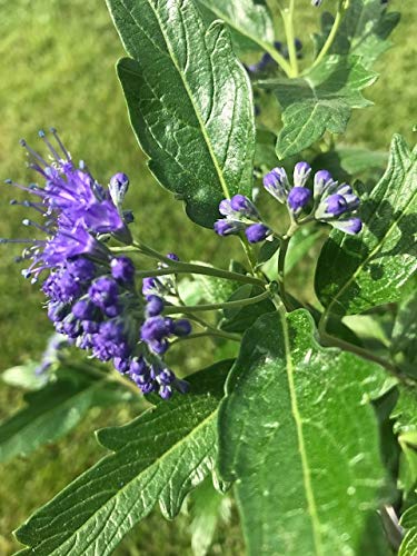 1 Stück Bartblume 'Blue Balloon' -R- (Caryopteris clandonensis 'Blue Balloon') Containerware 40-60 cm hoch BIENENFREUNDLCH von Pflanzen-Discounter24.de