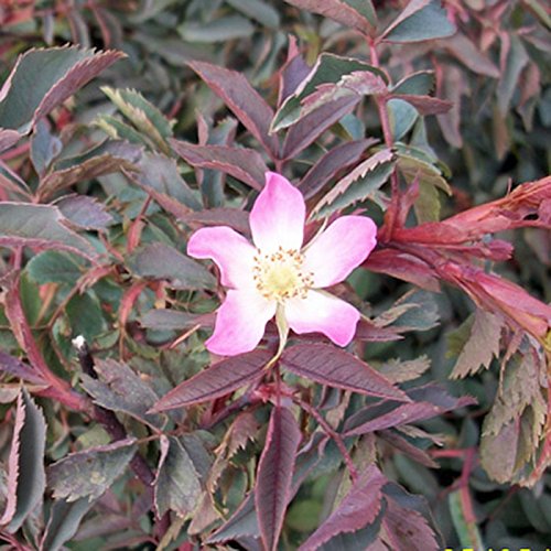 1 Stück Blaue Hechtrose - (Rosa glauca), Containerware 40-60 cm von Pflanzen-Discounter24.de