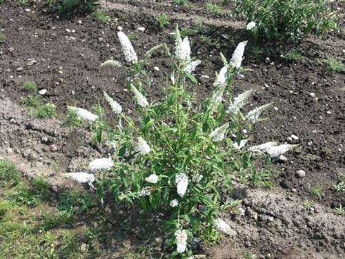 1 Stück Buddleja Peace (Sommerflieder/Schmetterlingsflieder) Container 40-60 cm von Pflanzen-Discounter24.de