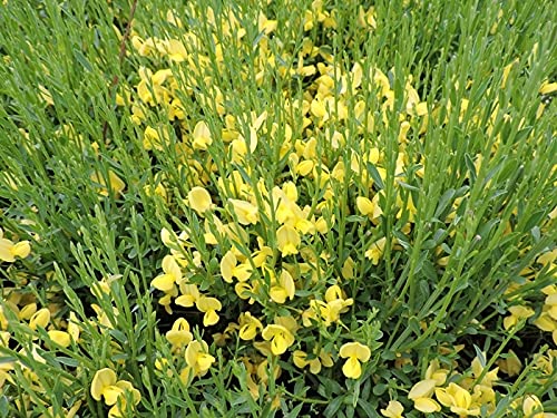 1 Stück Ginster, Elfenbein-Ginster Allgold (Cytisus praecox) im Topf 60-80 cm von Pflanzen-Discounter24.de