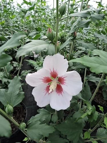 1 Stück Hibiskus, Garteneibisch Hamabo (Hibiscus syriacus) Containerware 40-60 cm von Pflanzen-Discounter24.de