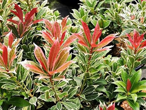 1 Stück Japanische Lavendelheide Carnaval (Pieris japonica) Containerware 25-30 cm von Pflanzen-Discounter24.de