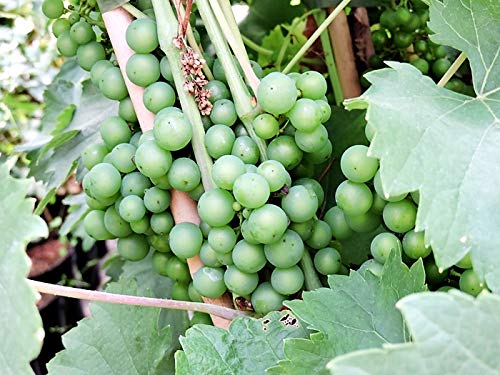 1 Stück Vitis 'blauer Burgunder` - (Weinrebe 'blauer Burgunder') Containerware 80-100 cm hoch, von Pflanzen-Discounter24.de