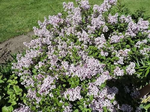 1 Stück Zwerg Duftflieder Josee (Syringa meyeri) Containerware 30-40 cm hoch von Pflanzen-Discounter24.de