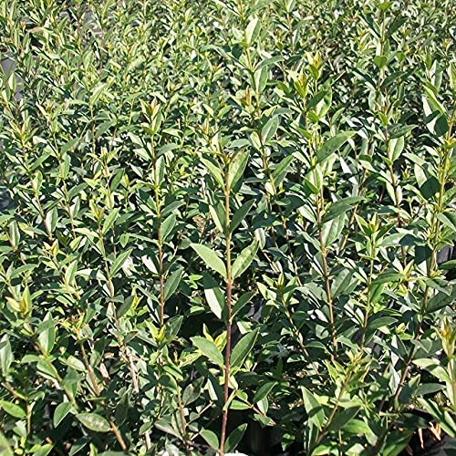 1 Stück Zwergliguster Lodense Heckenpflanzen Ligustrum vulgare Containerware 30-40 cm von Pflanzen-Discounter24.de