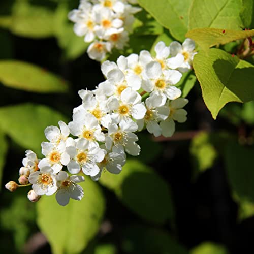 1 Stück gemeine Traubenkirsche (Prunus padus) im Container 60-80 cm von Pflanzen-Discounter24.de