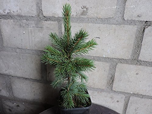 10 Stk. Blaufichte - Blautanne - (Picea pungens glauca)- Topfware 15-25 cm von Pflanzen-Discounter24.de