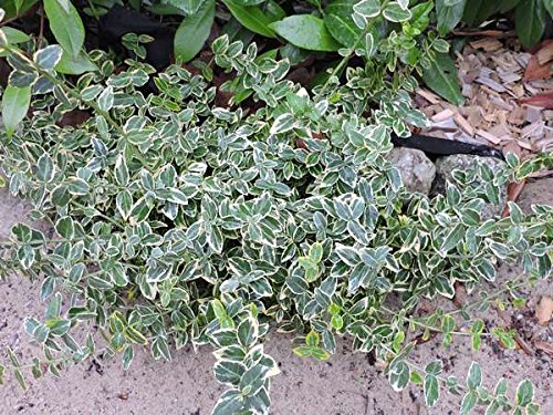 10 Stk. Kriechspindel 'Emerald Gold' - (Euonymus fortunei 'Emerald Gold') Topfware 15-20 cm von Pflanzen-Discounter24.de