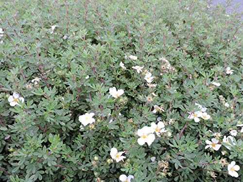 10 Stück Fingerstrauch 'Abbotswood` (Potentilla fruticosa) im Topf 15-20 cm von Pflanzen-Discounter24.de