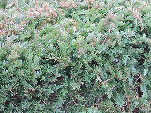 10 Stück Heimische Eibe (Taxus baccata) im Topf 15-30cm von Pflanzen-Discounter24.de