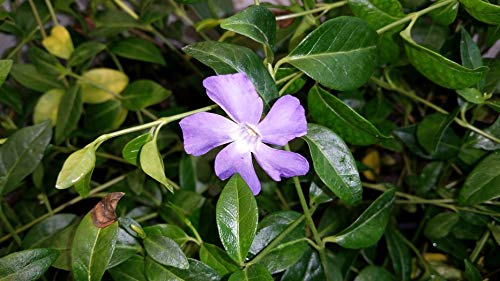 10 Stück Kleinblättriges Immergrün (Vinca minor) Topfware 3-4 Triebe von Pflanzen-Discounter24.de