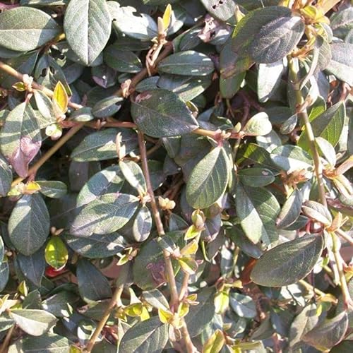 10 Stück Kriechmispel Radicans (Cotoneaster dammeri) im Topf 15-20 cm von Pflanzen-Discounter24.de