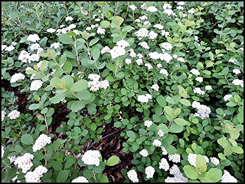 10 Stück Spiraea japonica 'Albiflora' weiße Zwergspiere im Topf 15-20 cm von Pflanzen-Discounter24.de