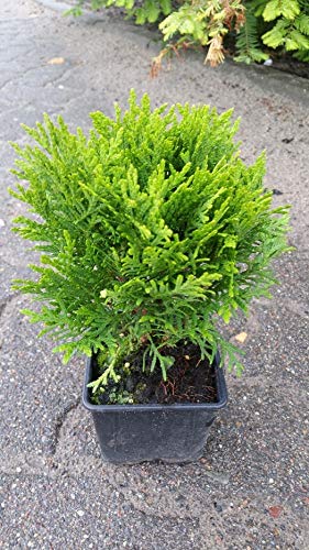 10 Stück kugelige Zwergthuja Danica (Thuja occidentalis Danica) Topfware 10 cm von Pflanzen-Discounter24.de