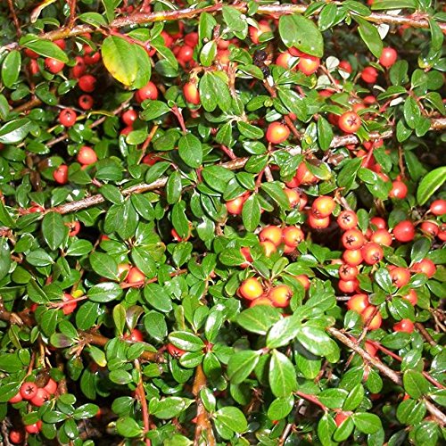 100 Stück Teppichmispel - Kriechmispel 'Coral Beauty' - Cotoneaster dammeri 'Coral Beauty' - Bodendecker im Topf 20 - 30 cm