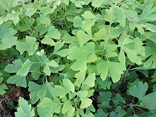 2 Stk. Ginkgobaum- Fächerblattbaum - (Ginkgo biloba)- Topf 15-25 cm von Pflanzen-Discounter24.de