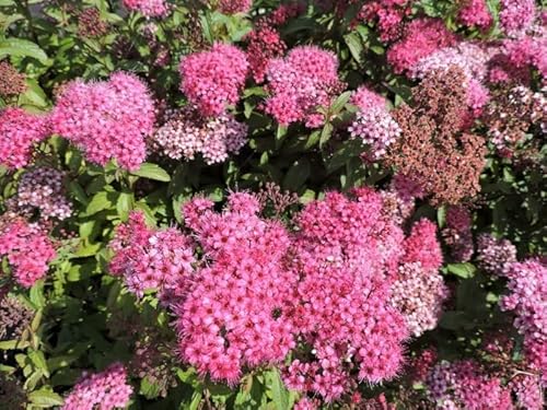 2 Stück rote Sommerspiere Anthony Waterer (Spiraea japonica) im Topf 20-30 cm von Pflanzen-Discounter24.de