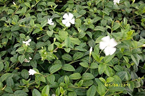 20 Stück Kleinblättriges Immergrün Alba - Vinca minor Alba - Bodendecker im Topf 5 - 7 Triebe von Pflanzen-Discounter24.de