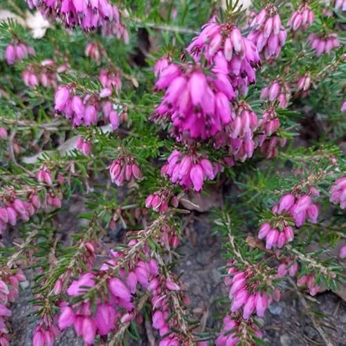 20 Stück hellrosa Schneeheide Rubinteppich (erica carnea) Topfware 10-15 cm von Pflanzen-Discounter24.de