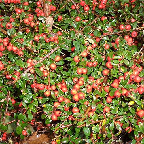 25 Stück Cotoneaster dammeri 'Coral Beauty' - Teppichmispel - Kriechmispel 'Coral Beauty' Bodendecker im Topf 20 - 30 cm von Pflanzen-Discounter24.de