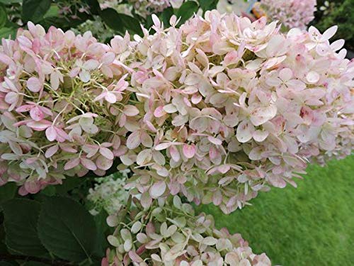 5 Stück Rispenhortensie 'Limelight' -S- Hydrangea paniculata im Topf 15-30 cm von Pflanzen-Discounter24.de